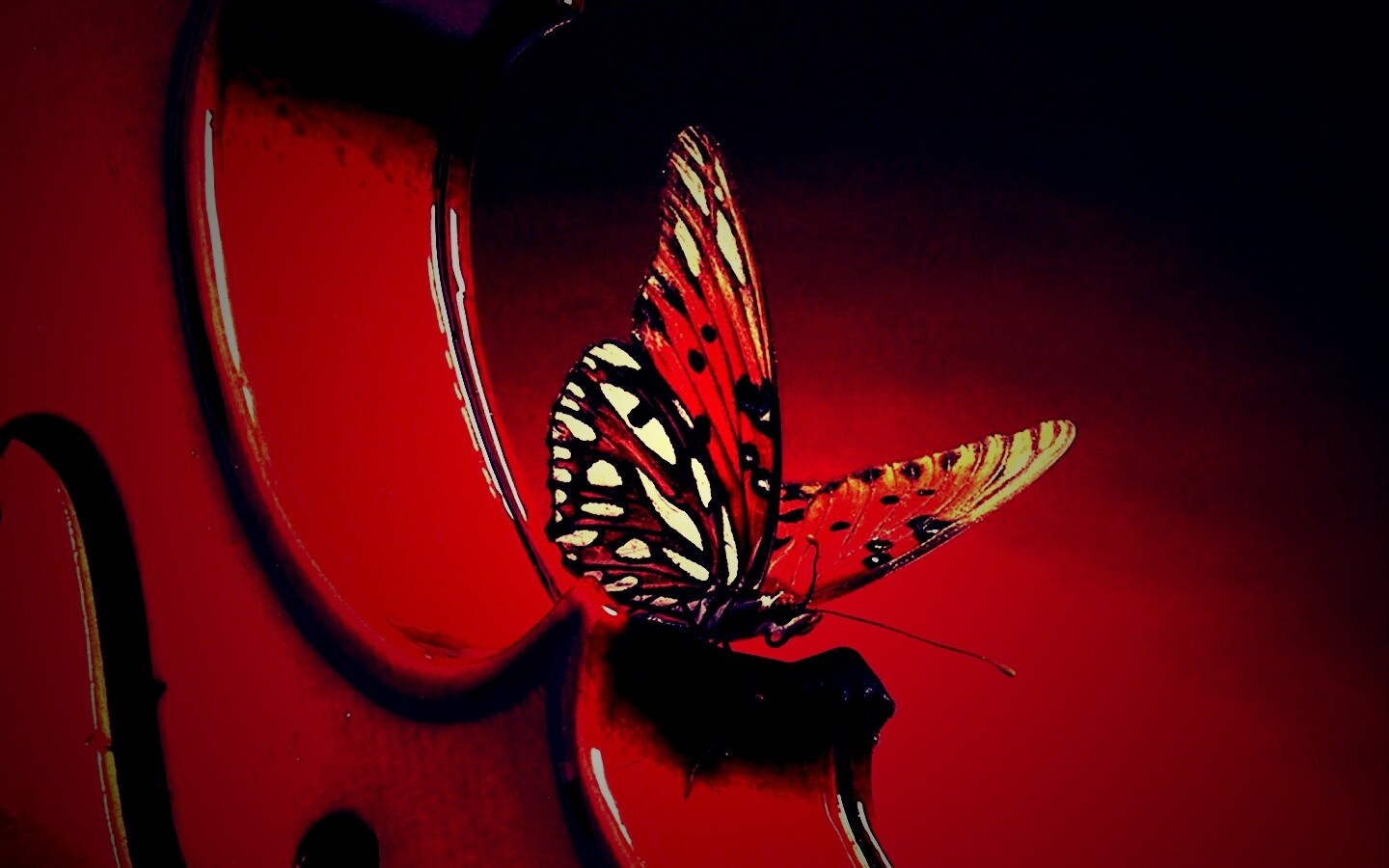 Бабочка на скрипке обои