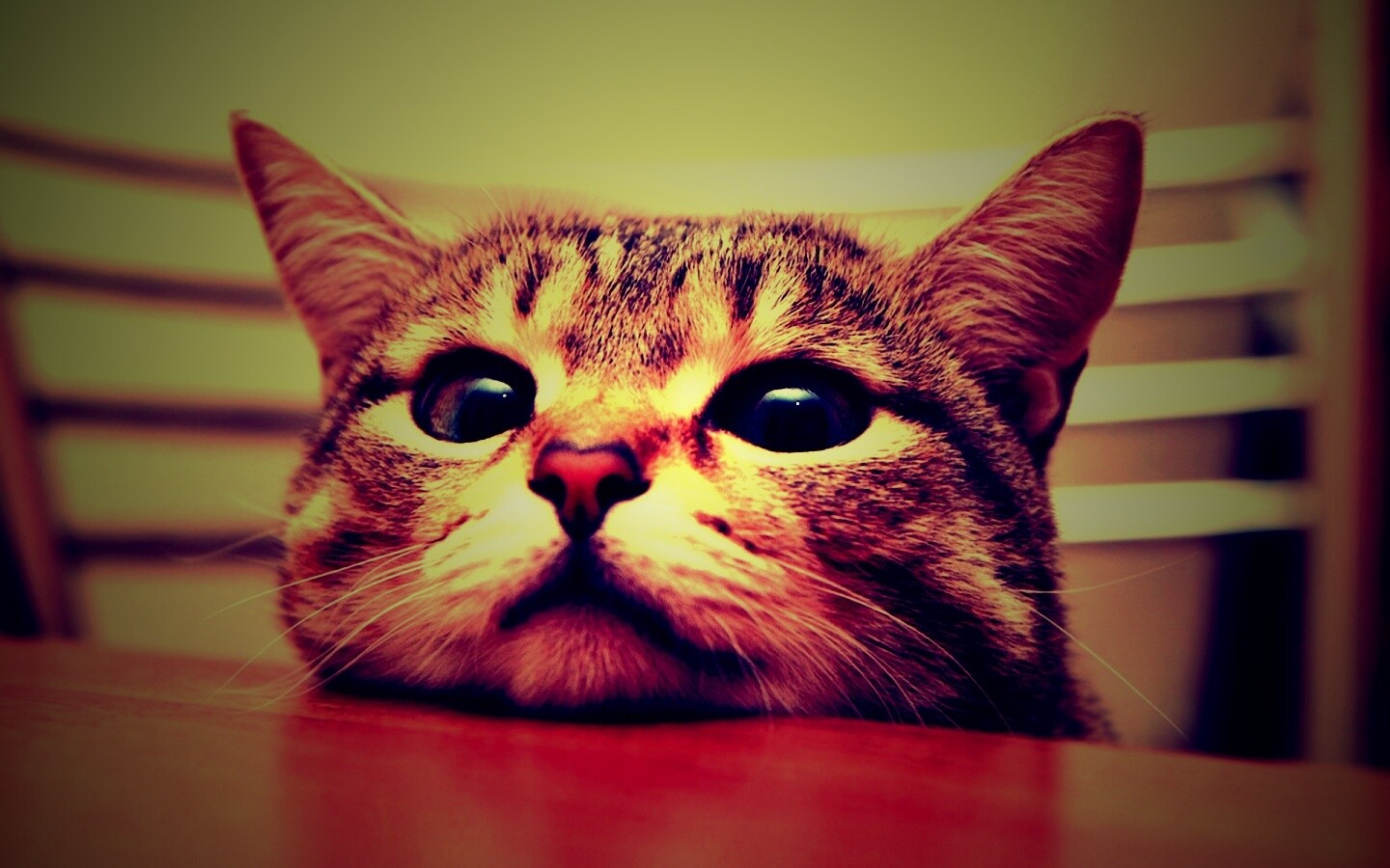 Любопытный котейка обои