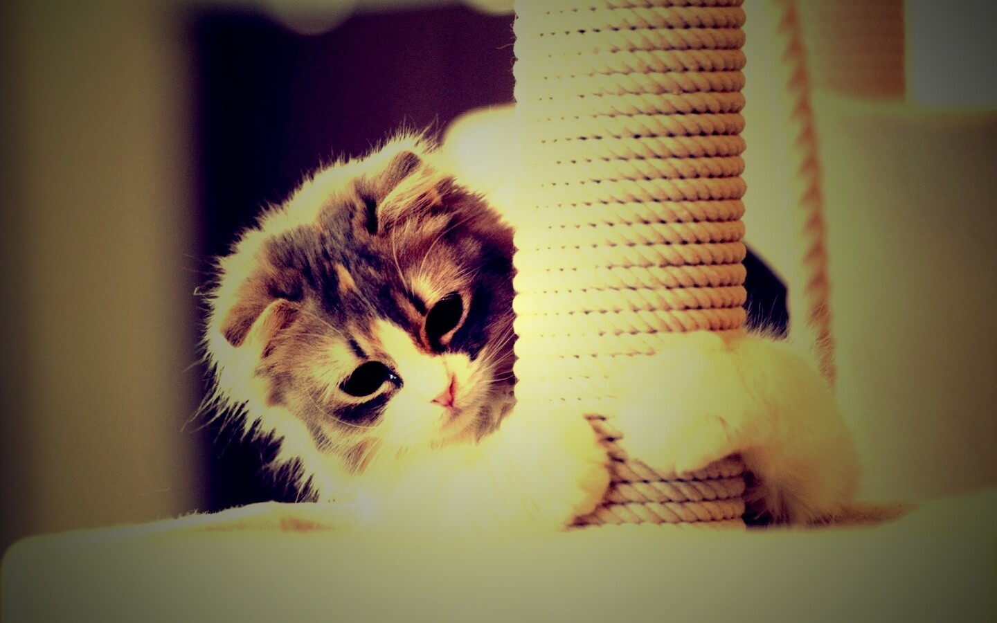 Пушистая кошка с когтеточкой обои