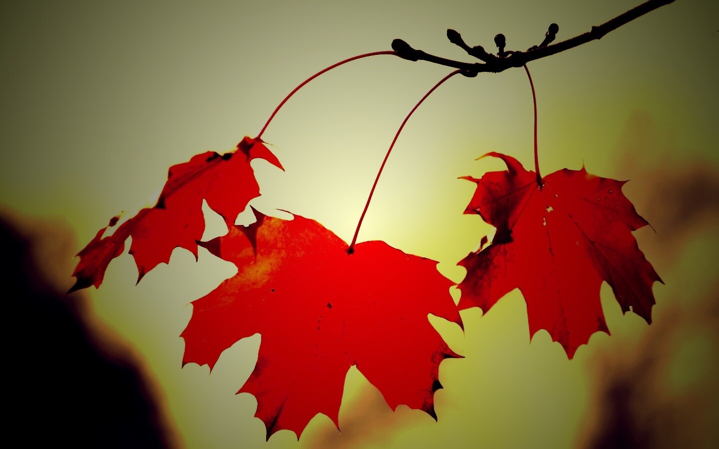 Покрасневшие листья клена обои