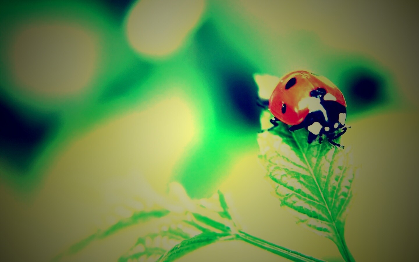 Божья коровка в макро обои