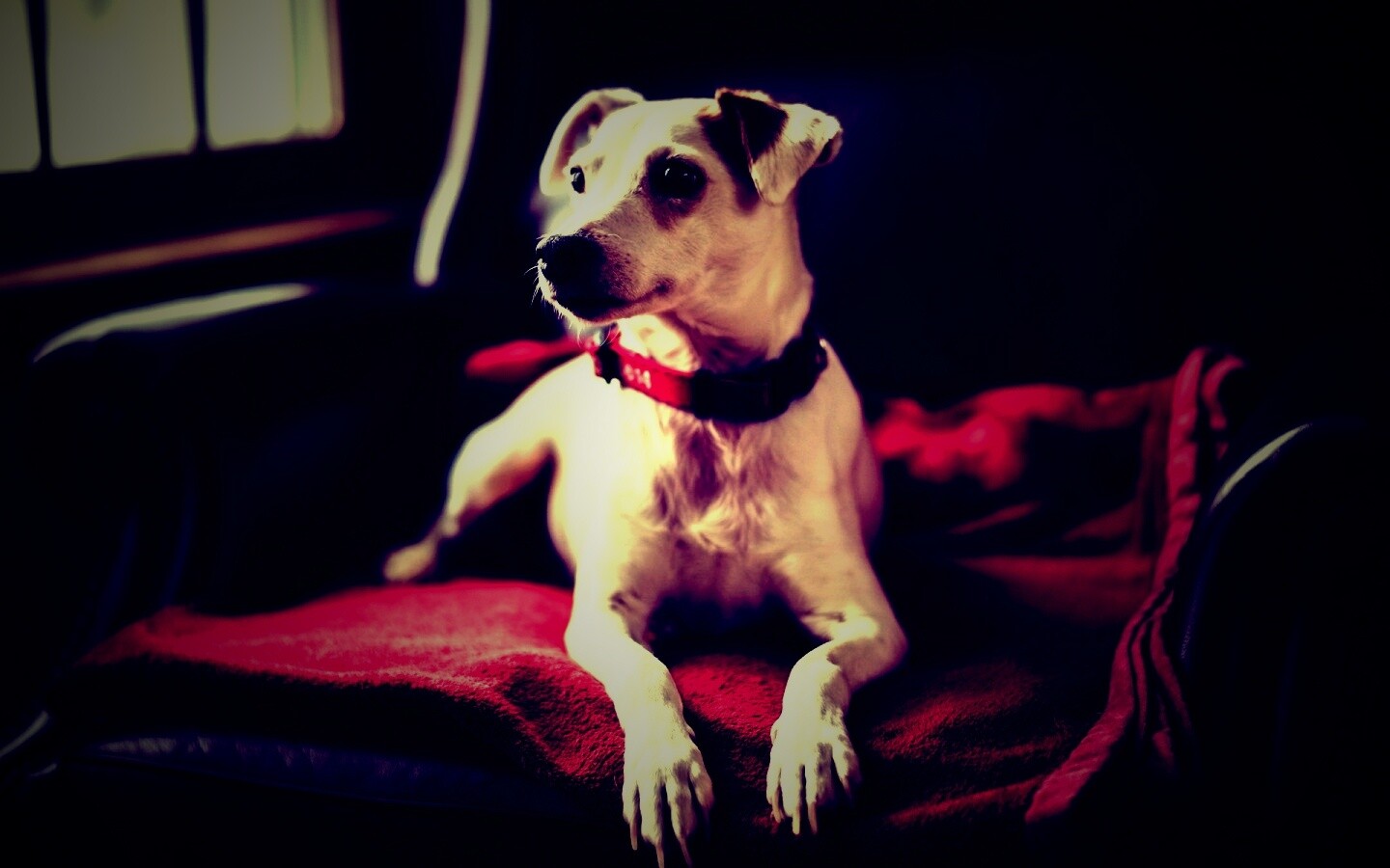 Собака на кресле обои