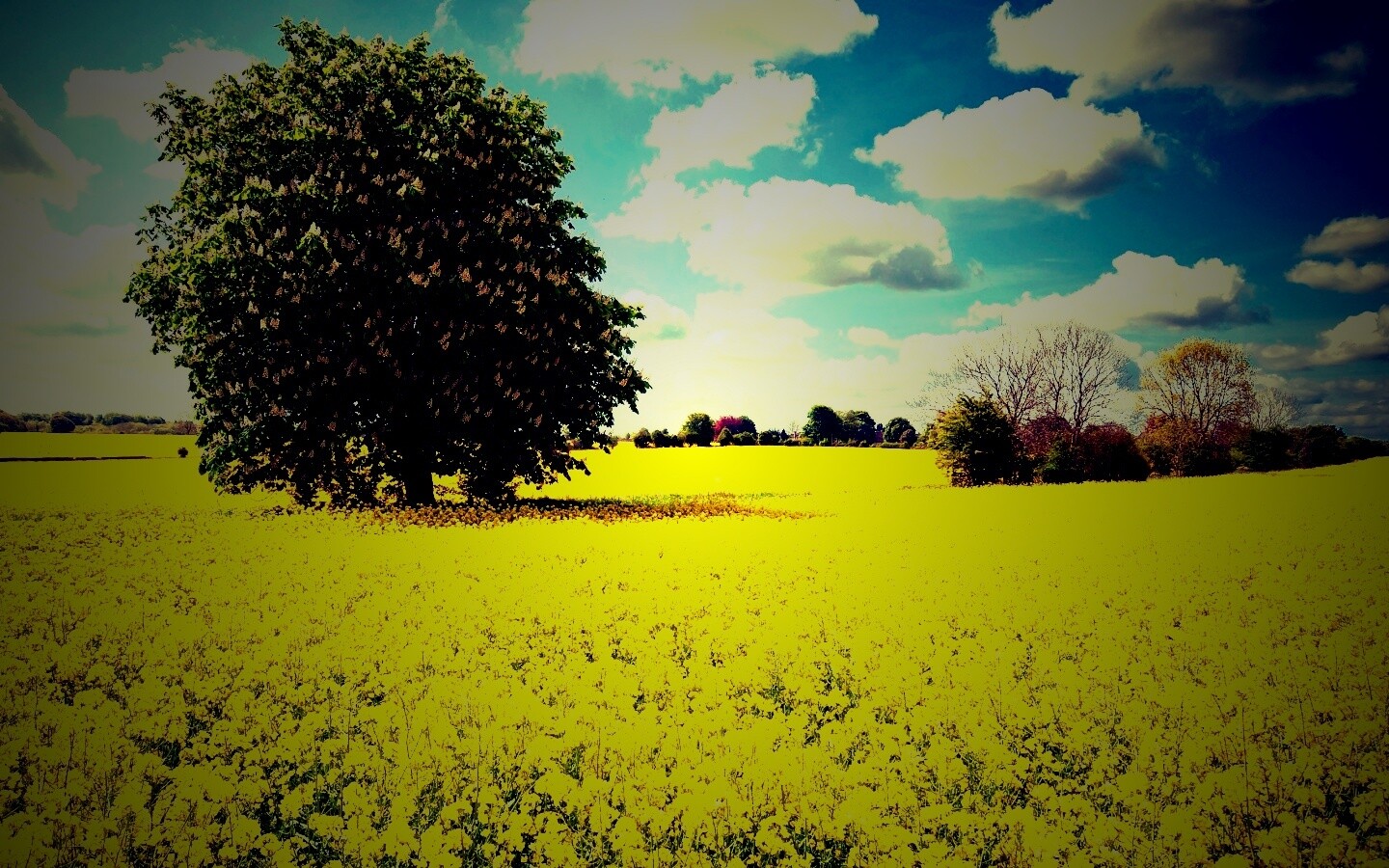 Каштан на цветочном поле обои