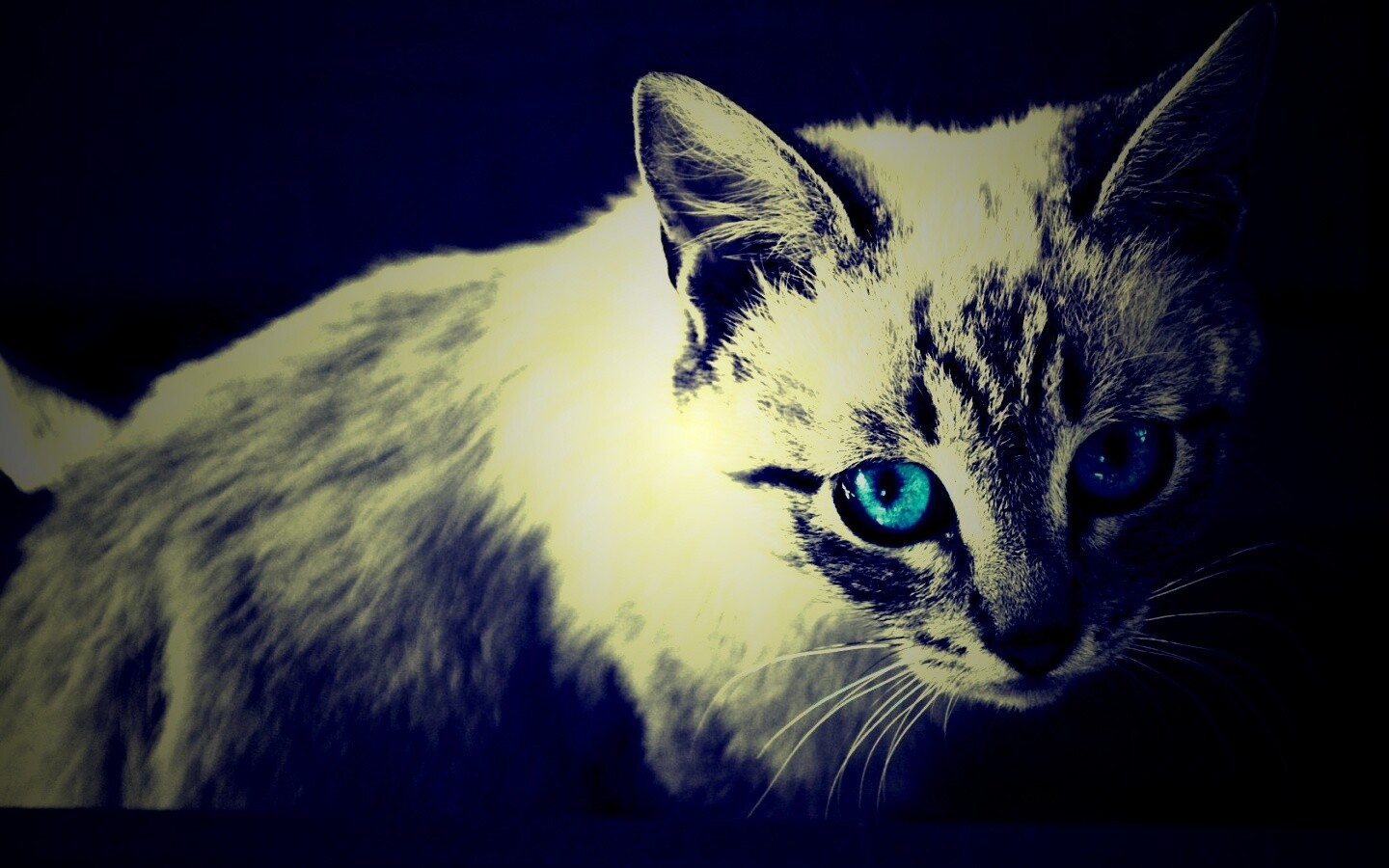 Котенок с синими глазами обои