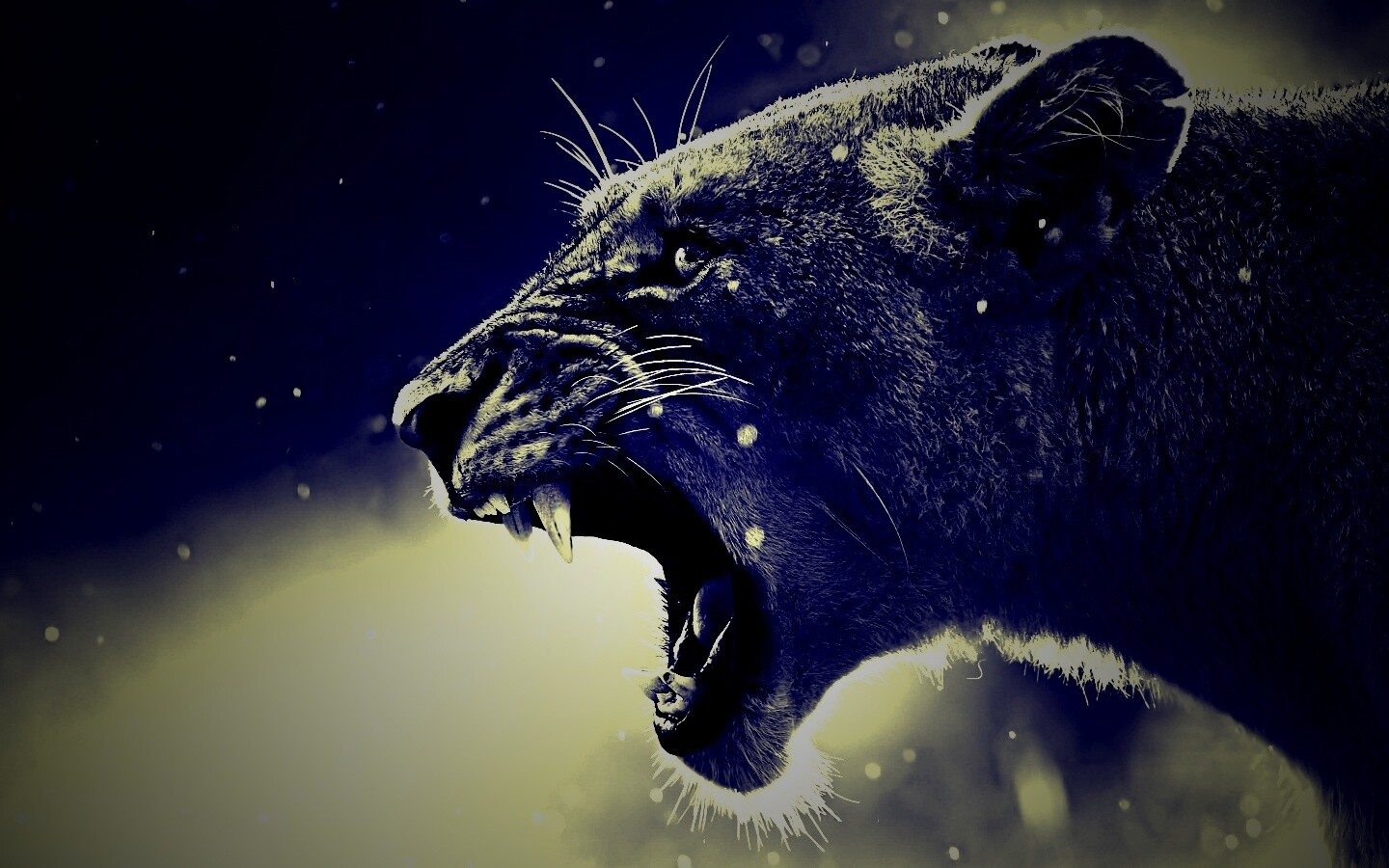 Грозный львиный рык обои