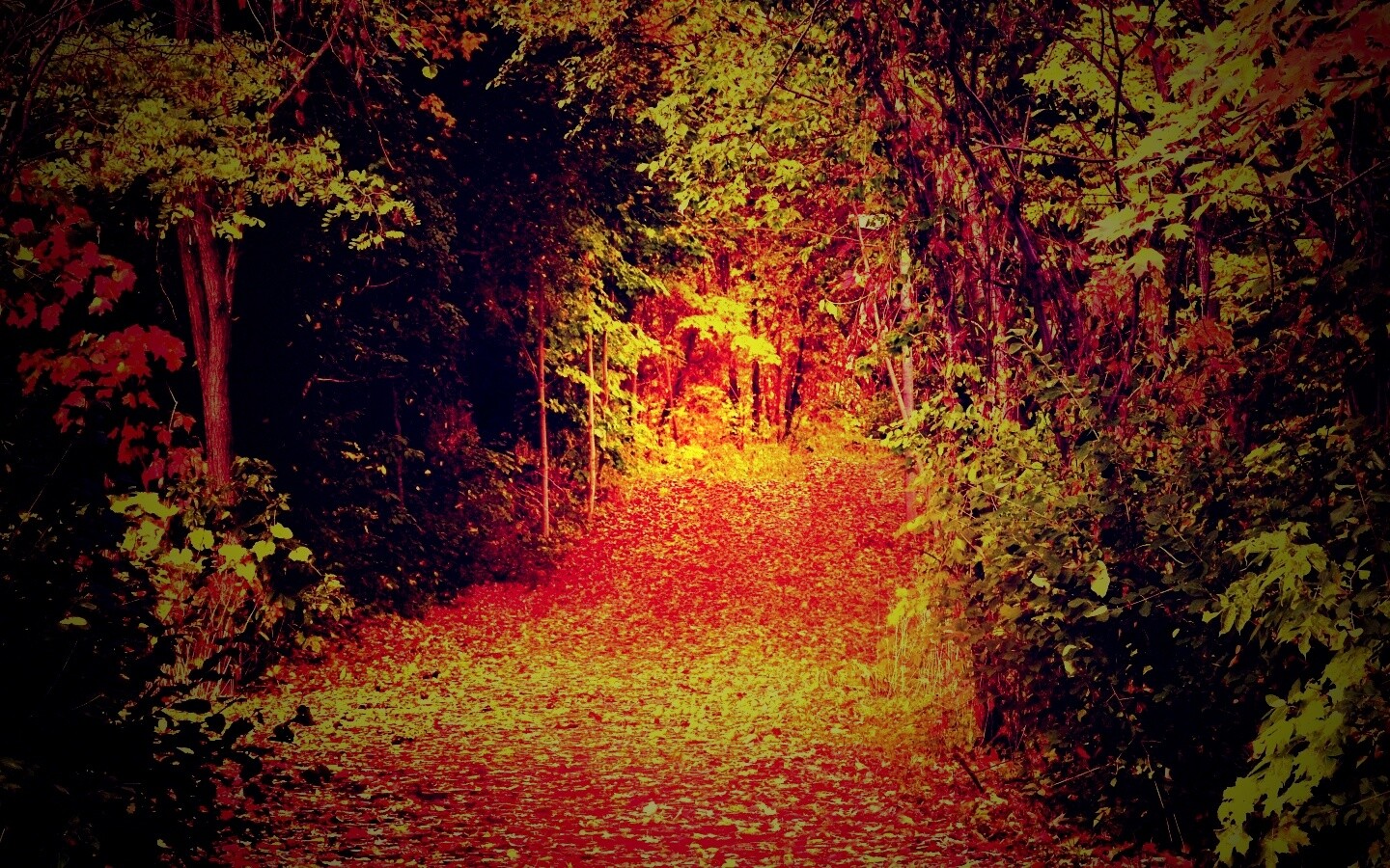 Дорожка в осеннем лесу обои