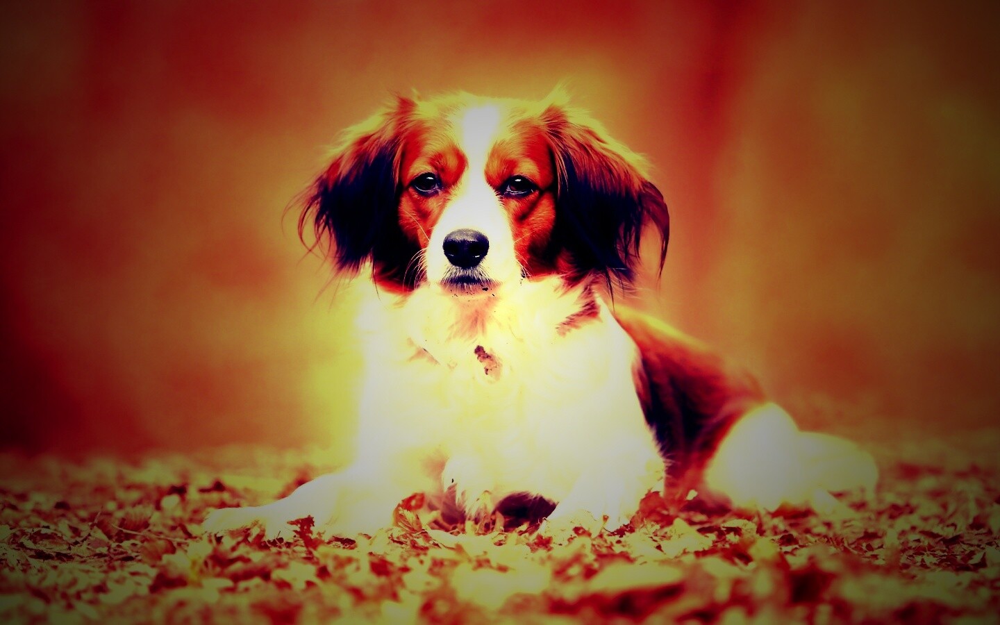 Собака на ковре из осенних листьев обои