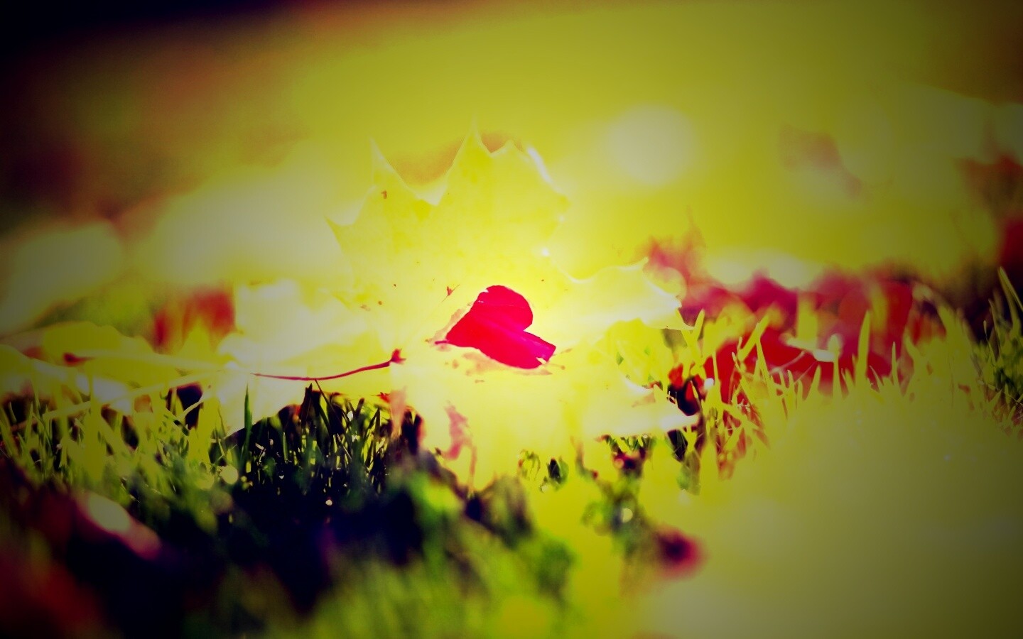 Листик в форме сердца обои