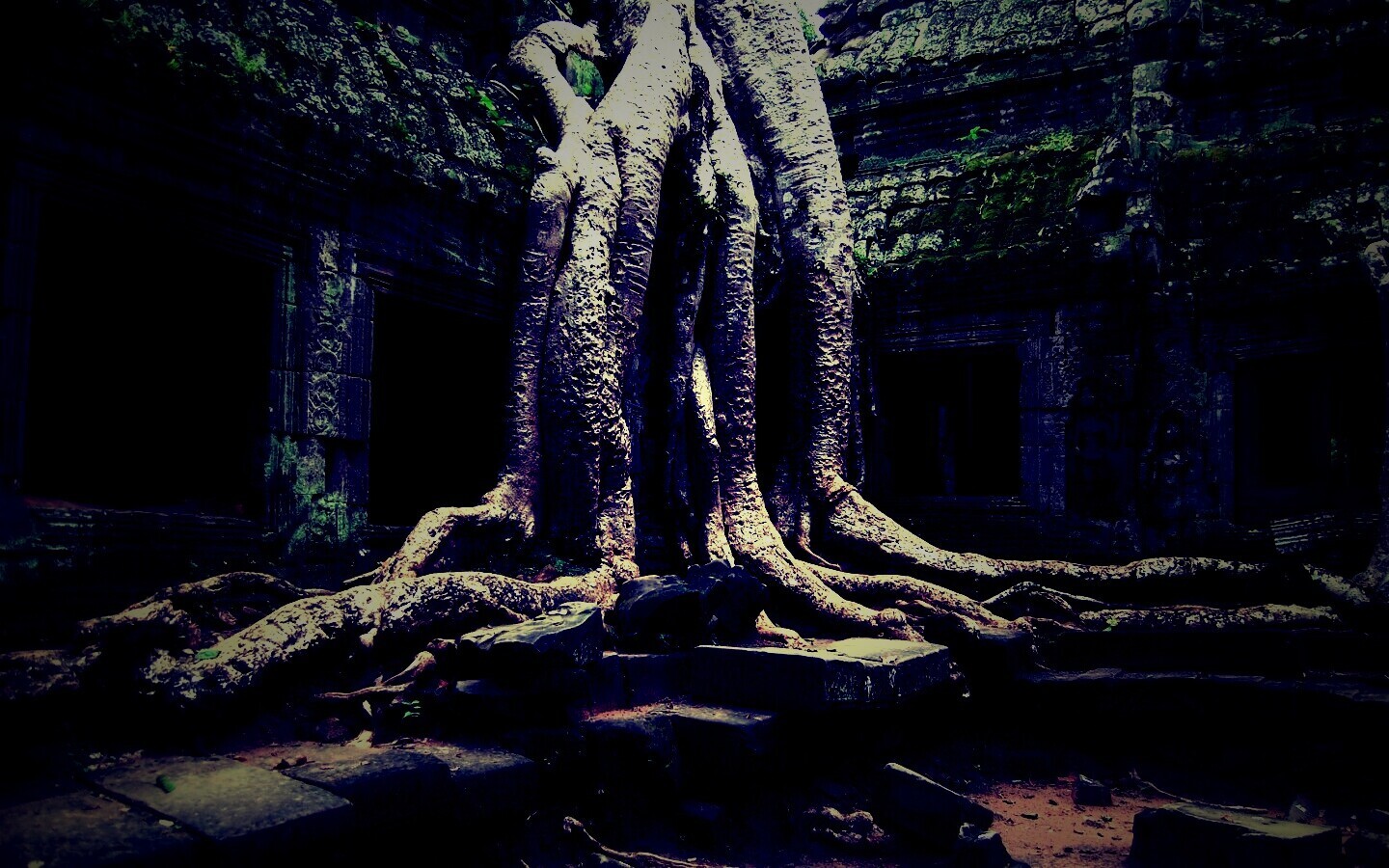 Мощные корни обои