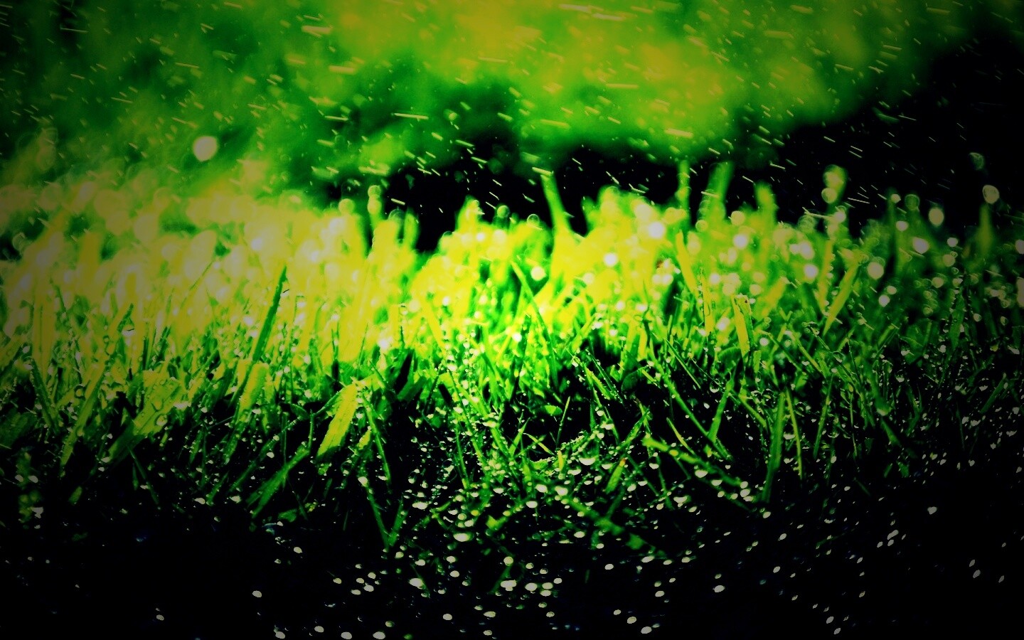 Роса на траве обои