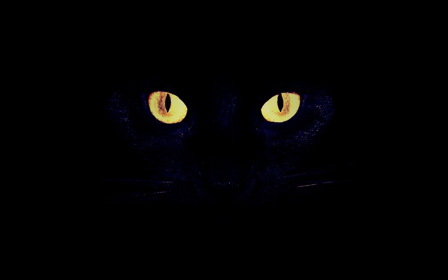 Черный кот обои