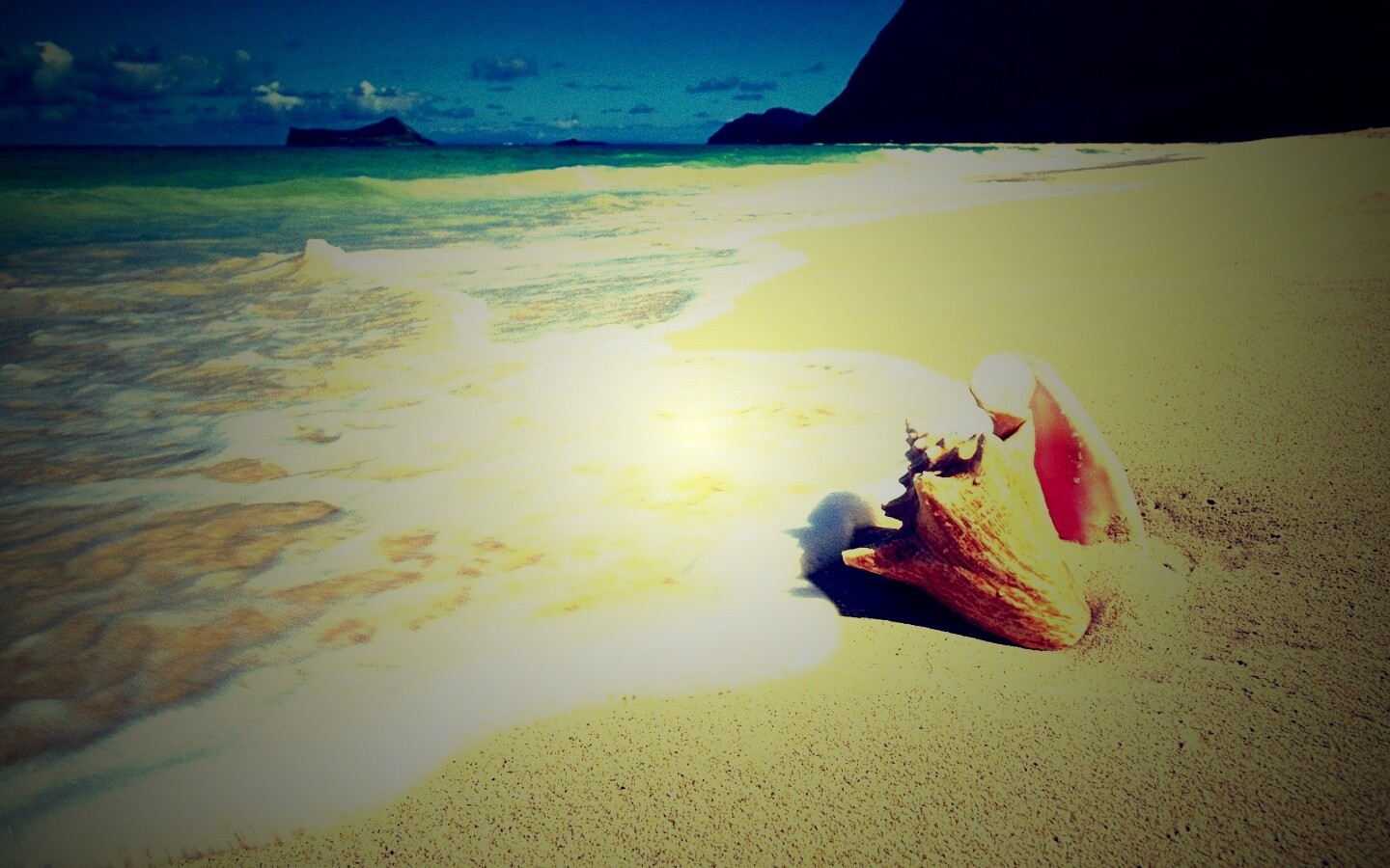 Морская раковина обои