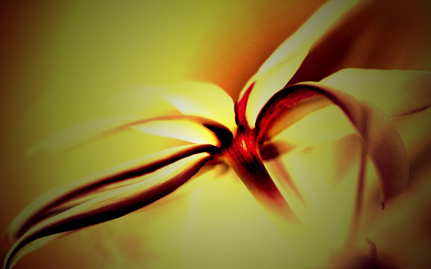 Цветок обои