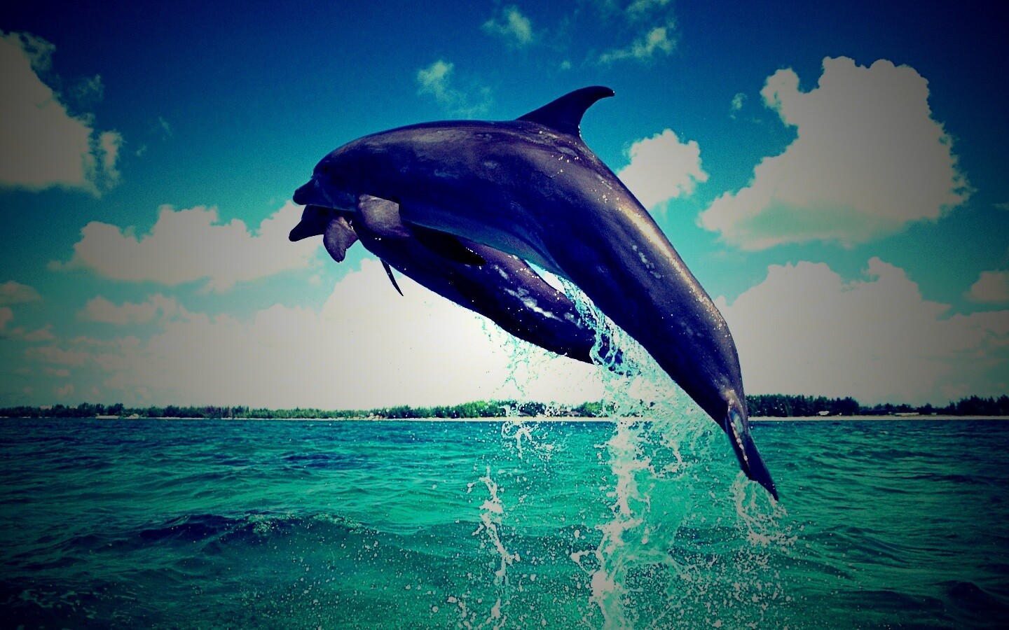Дельфины обои