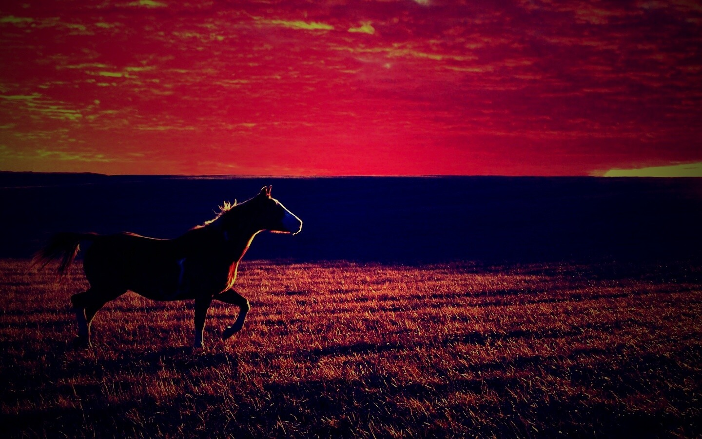 Мустанг обои