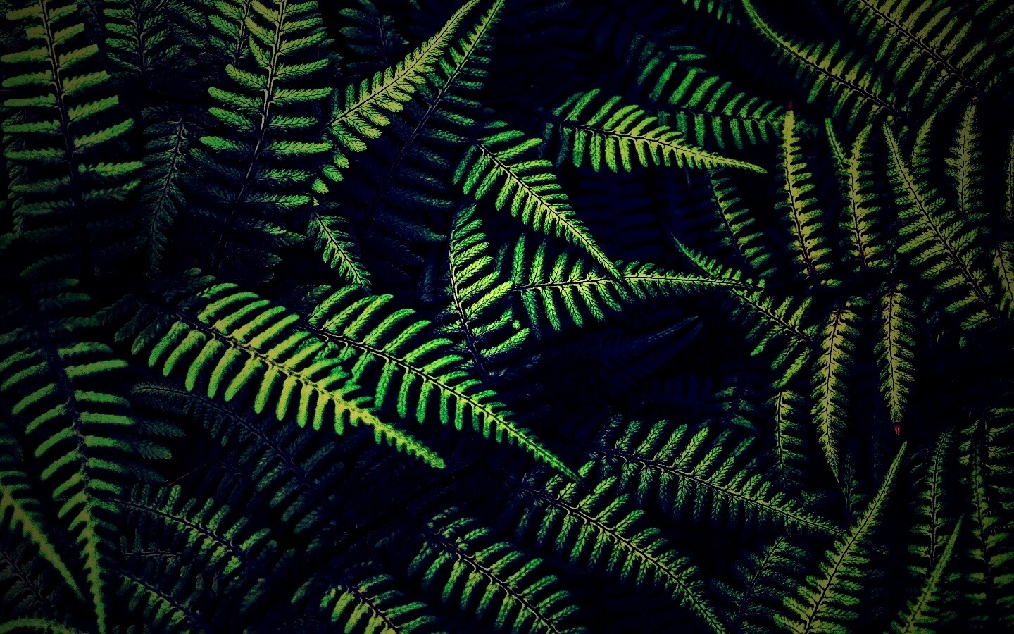 Папоротник обои