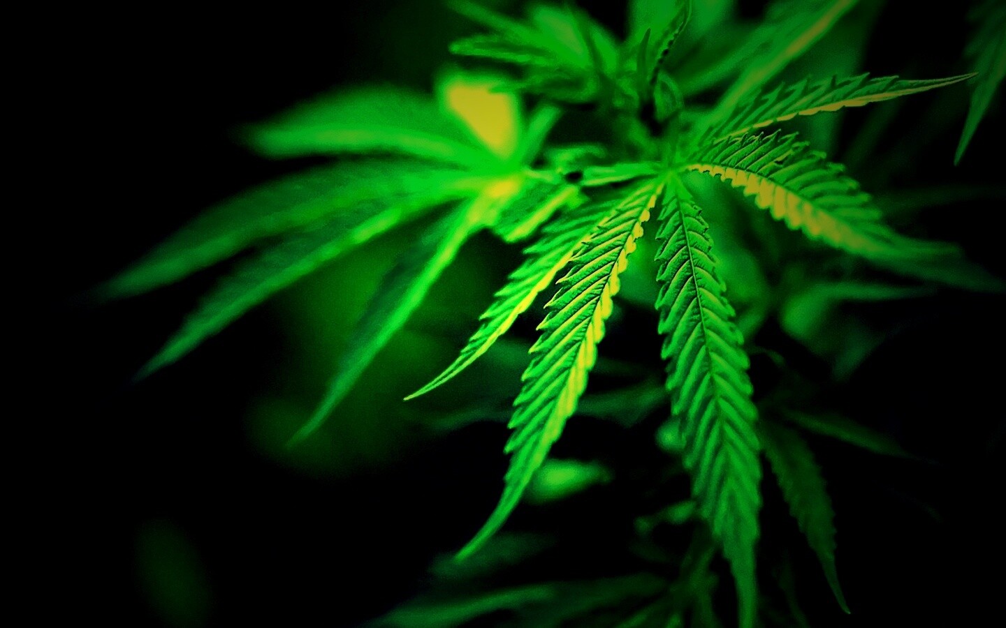 Марихуана обои