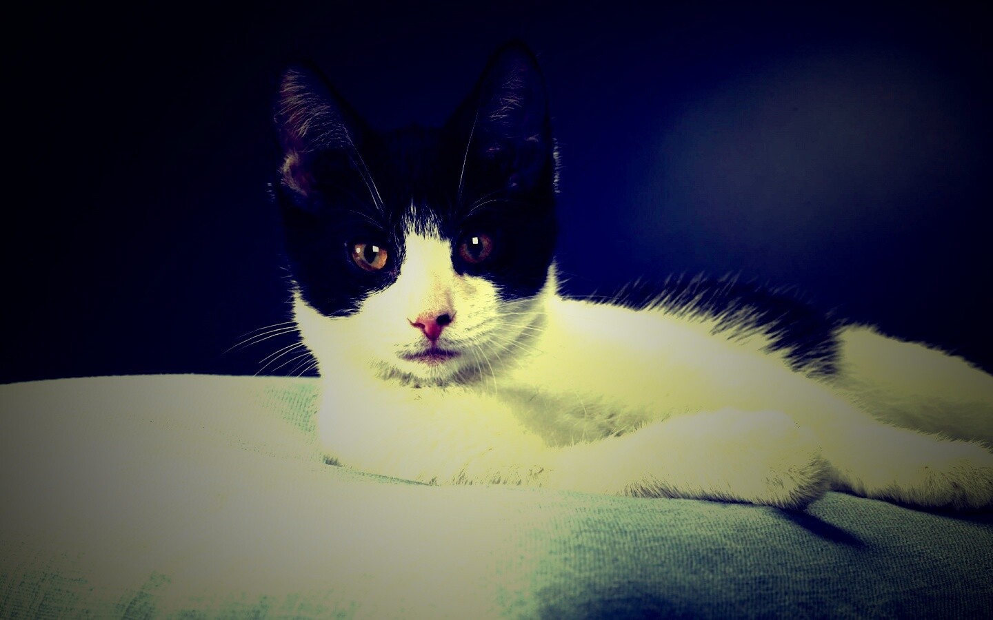 Кот на подушке обои