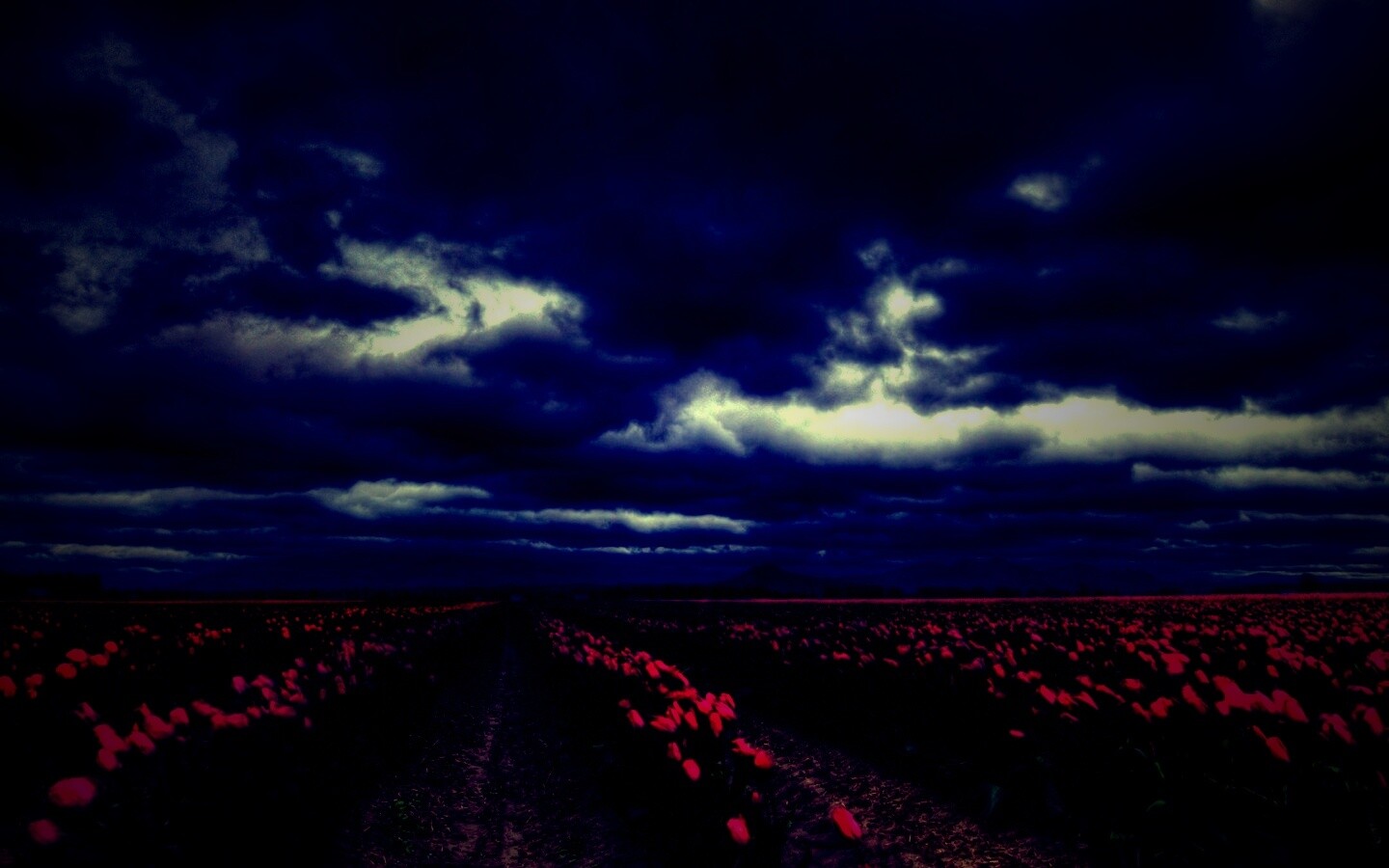 Цветочное поле под грозовым небом обои