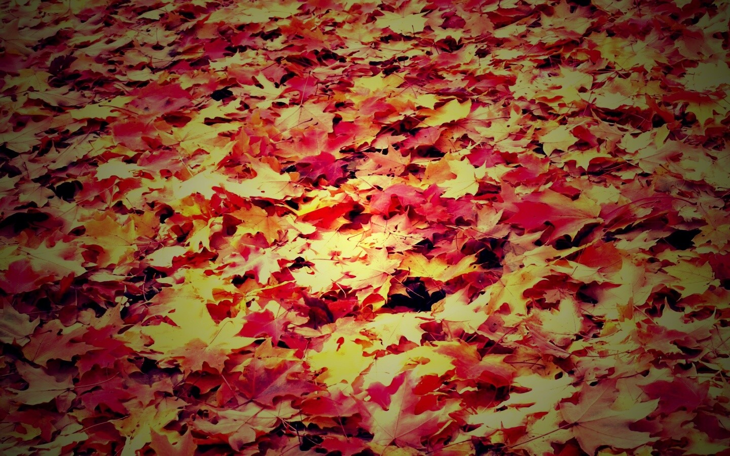 Листья клена обои