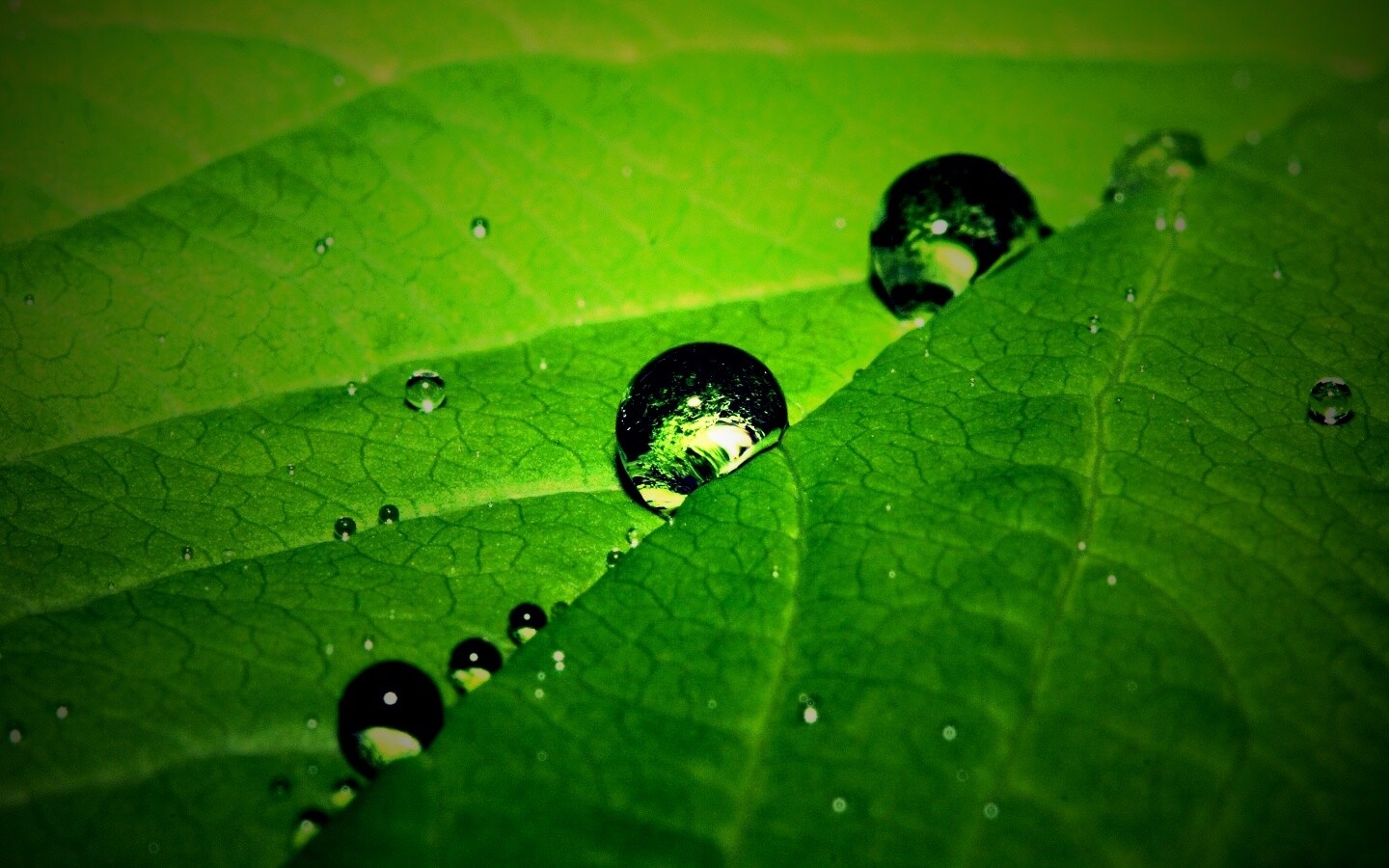 Капли на листе обои