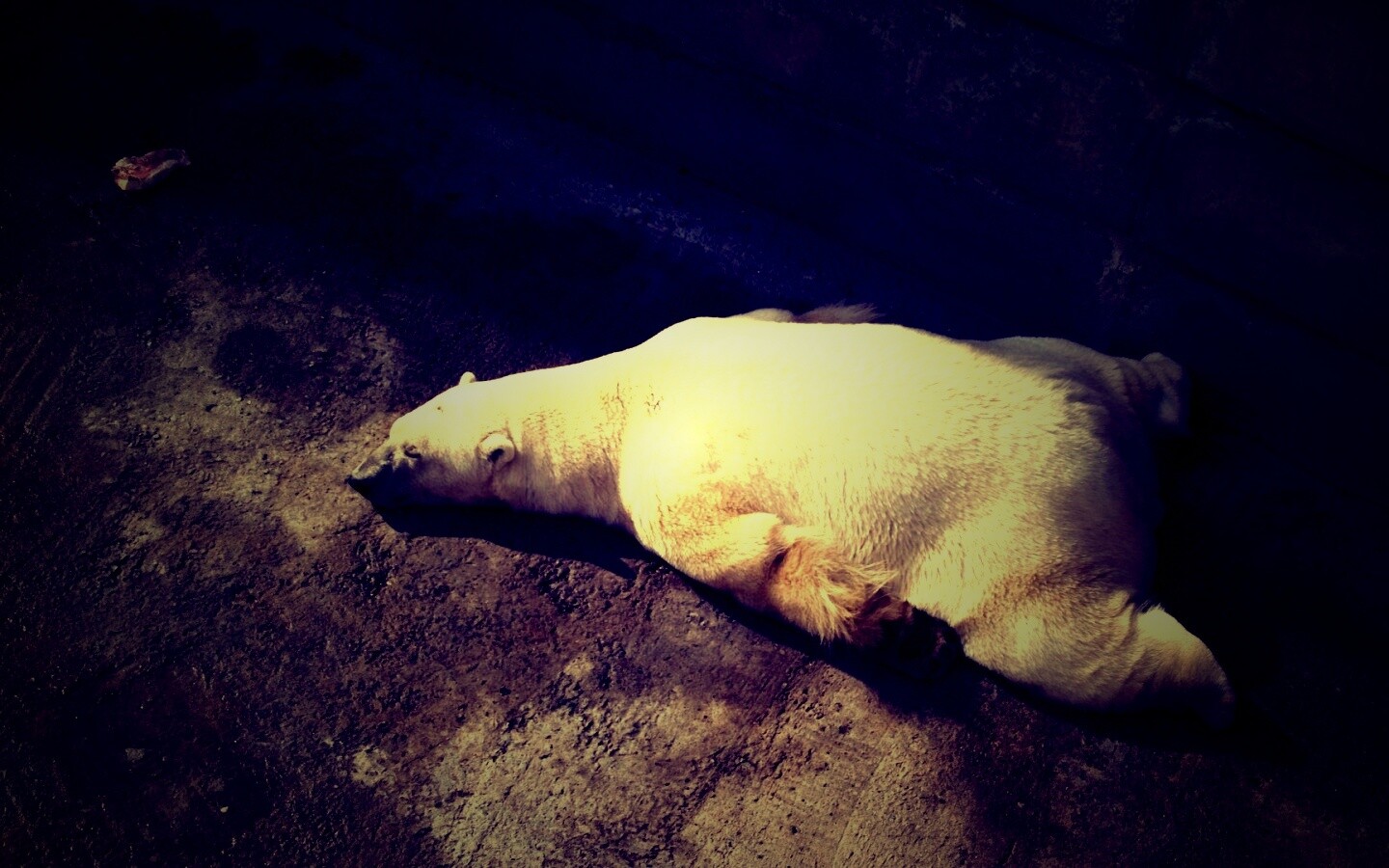 Мы можем их спасти обои