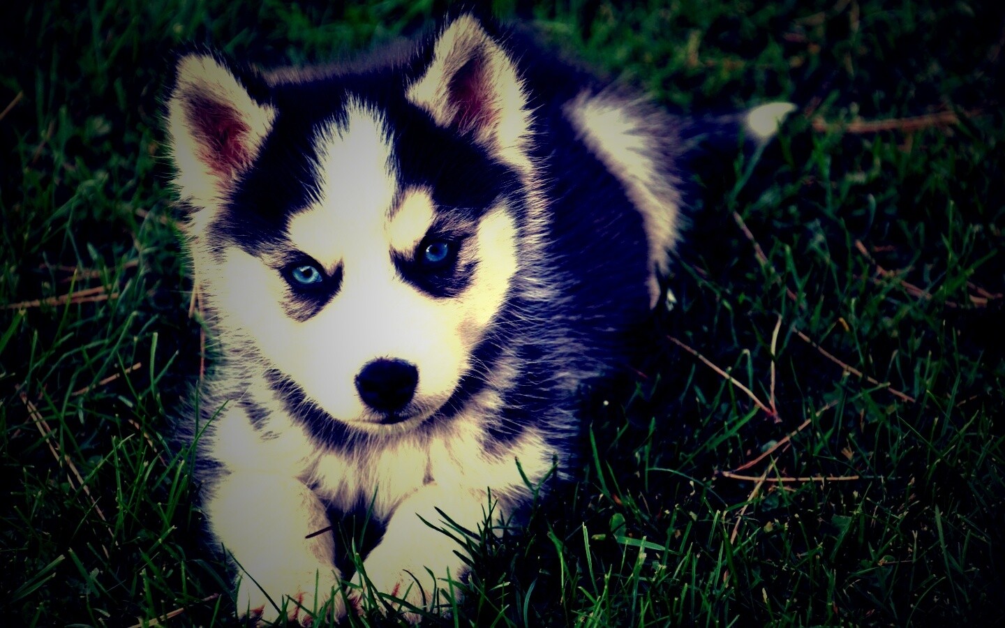 Голубоглазый щенок хаски обои