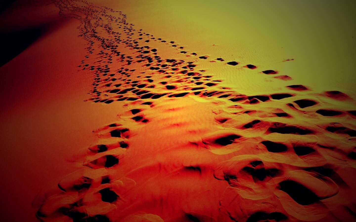 Следы в пустыне обои