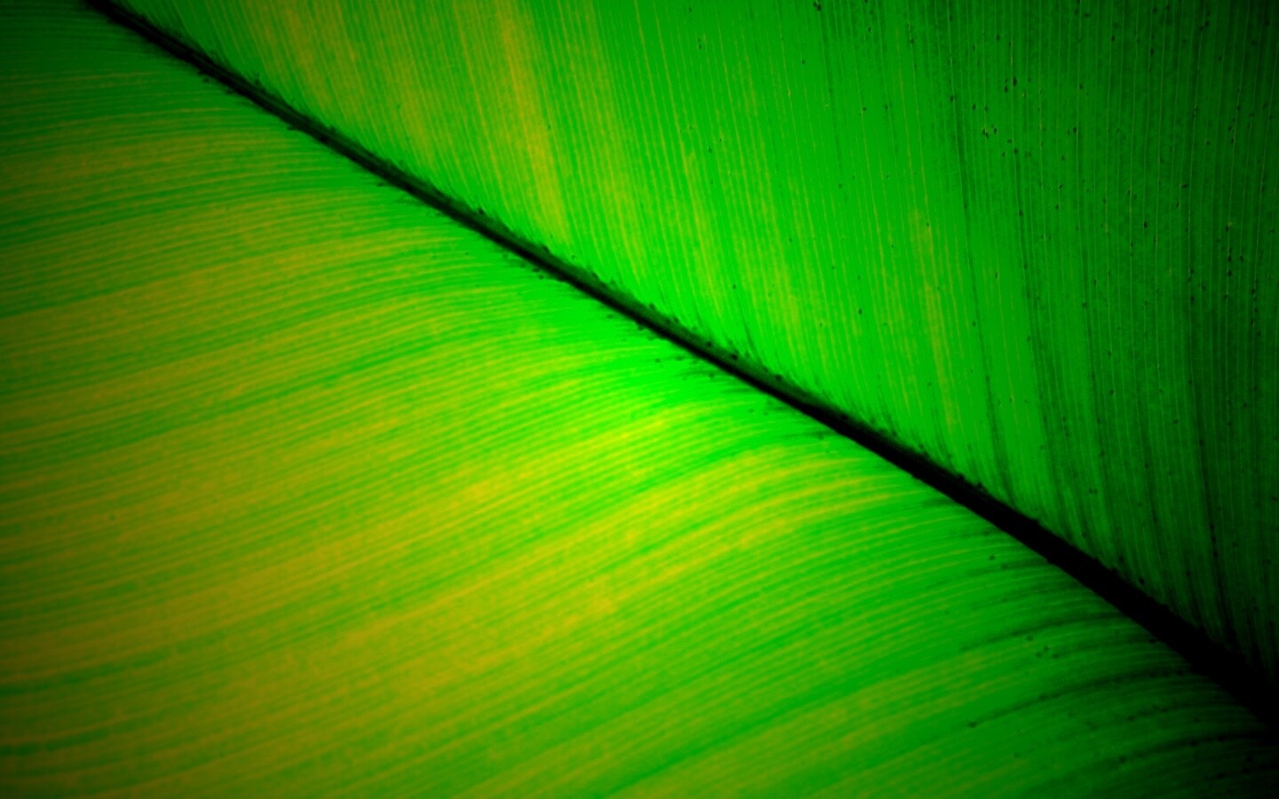 Зеленый лист обои