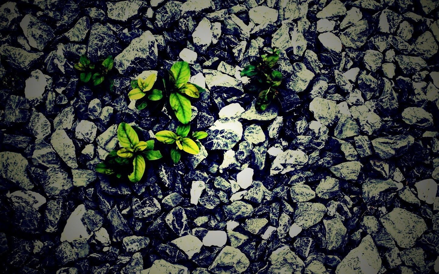 Цветы среди камней обои