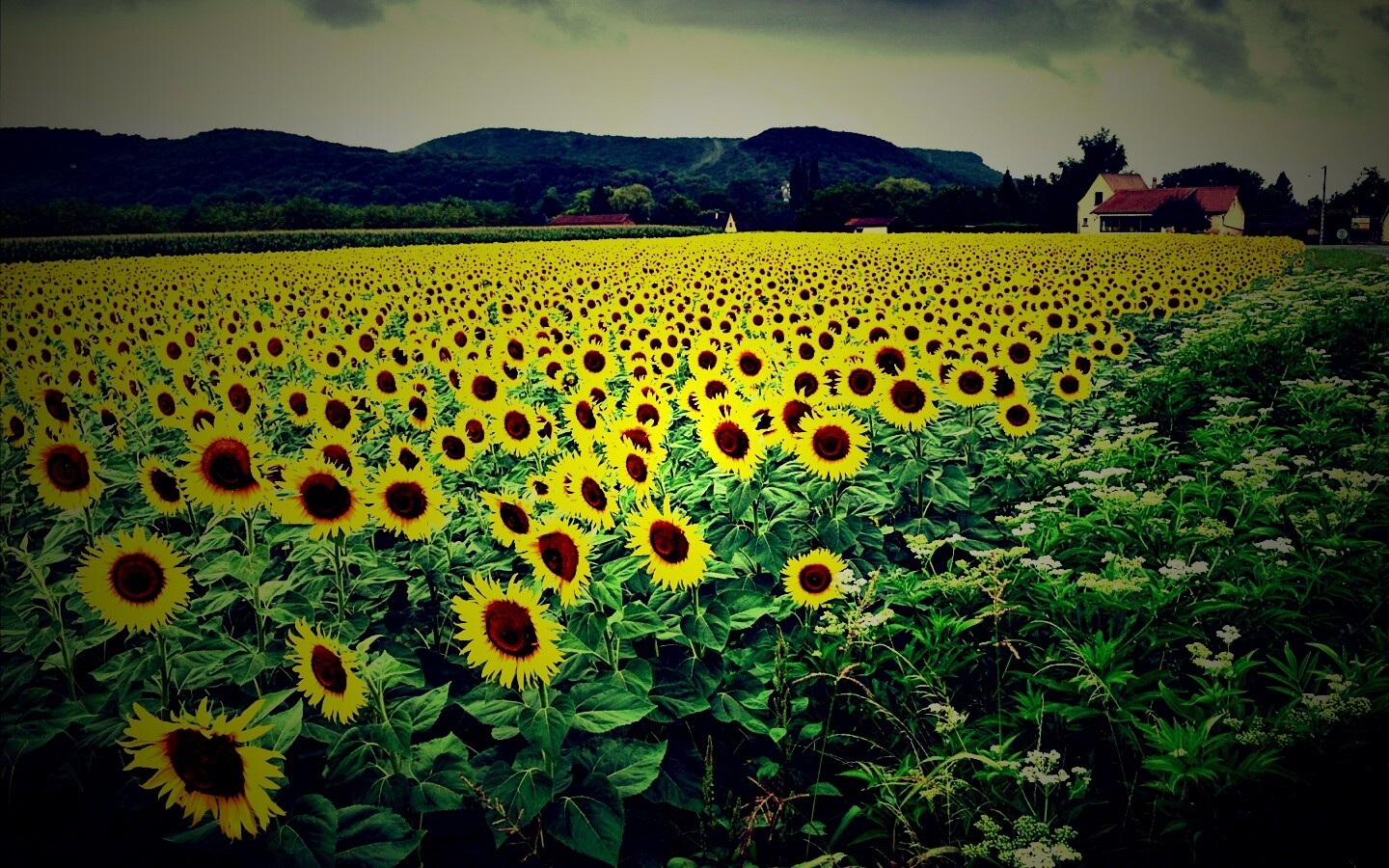 Живописное поле подсолнухов обои
