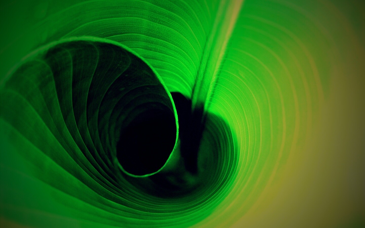 Зеленый лист трубочкой обои