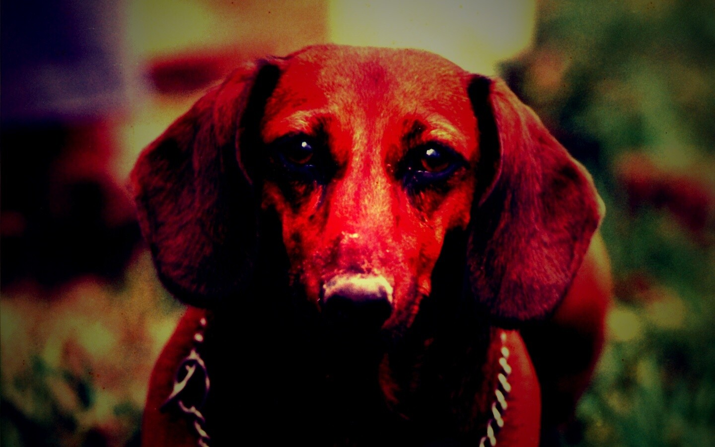 Рыжая такса обои