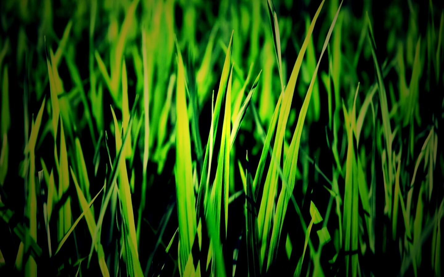 Яркая сочная трава обои