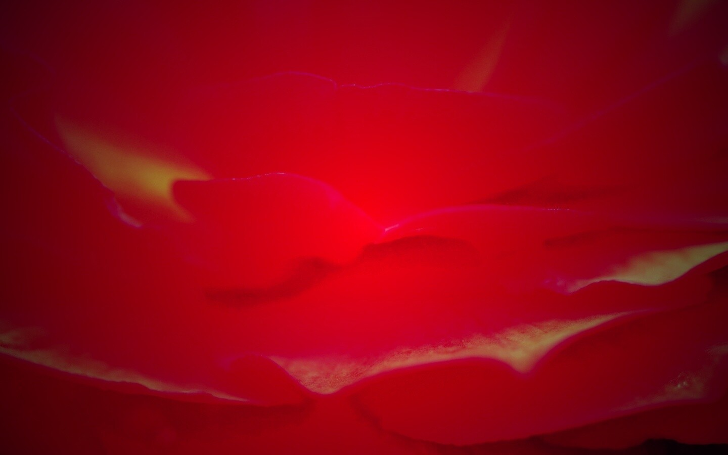 Лепестки красного цветка обои