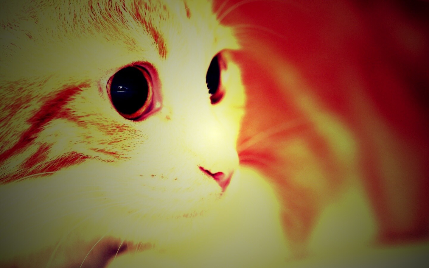 Кот с большими глазами обои