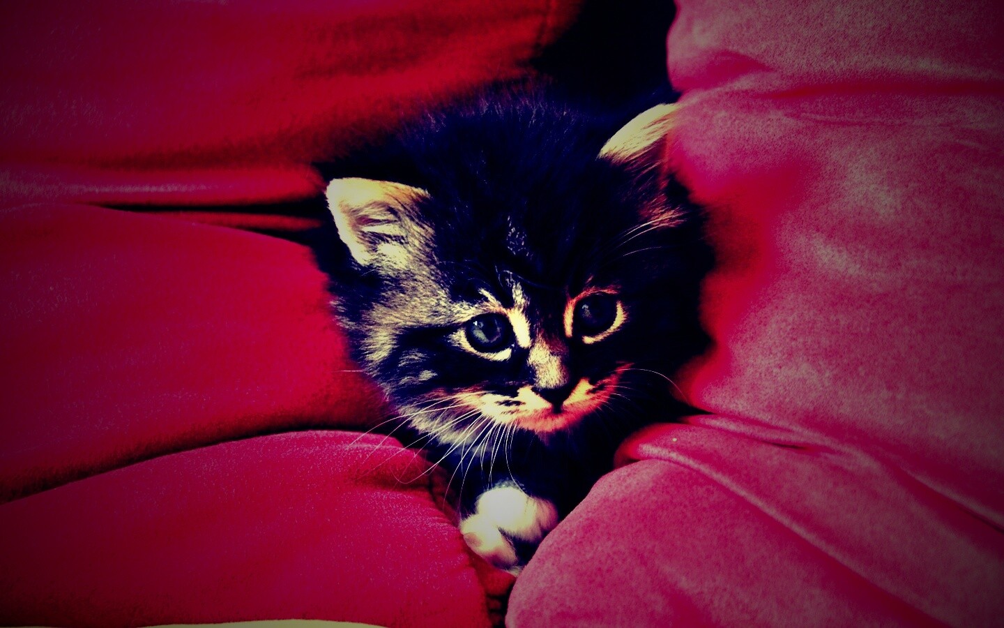 Котенок в подушках обои