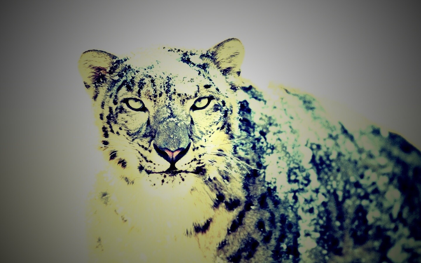 Снежный леопард обои