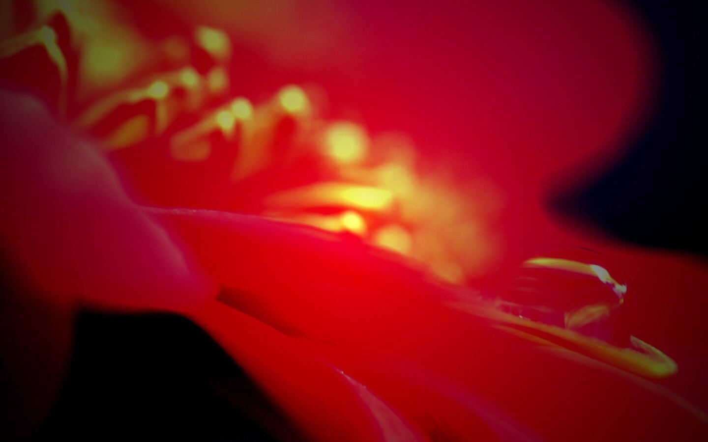 Пламенный цветок обои