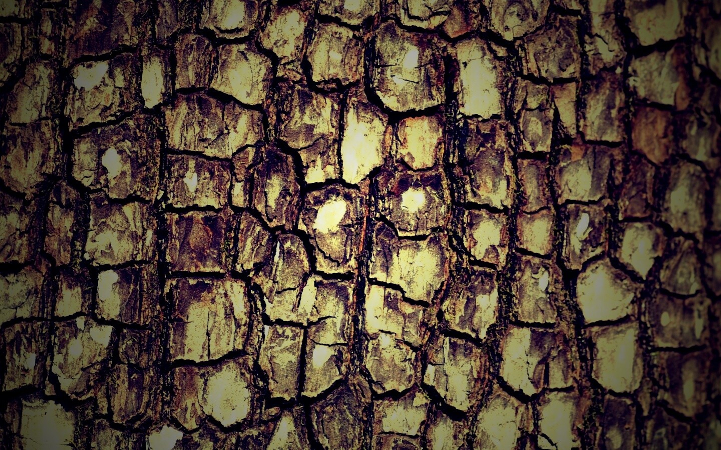 Кора дерева обои