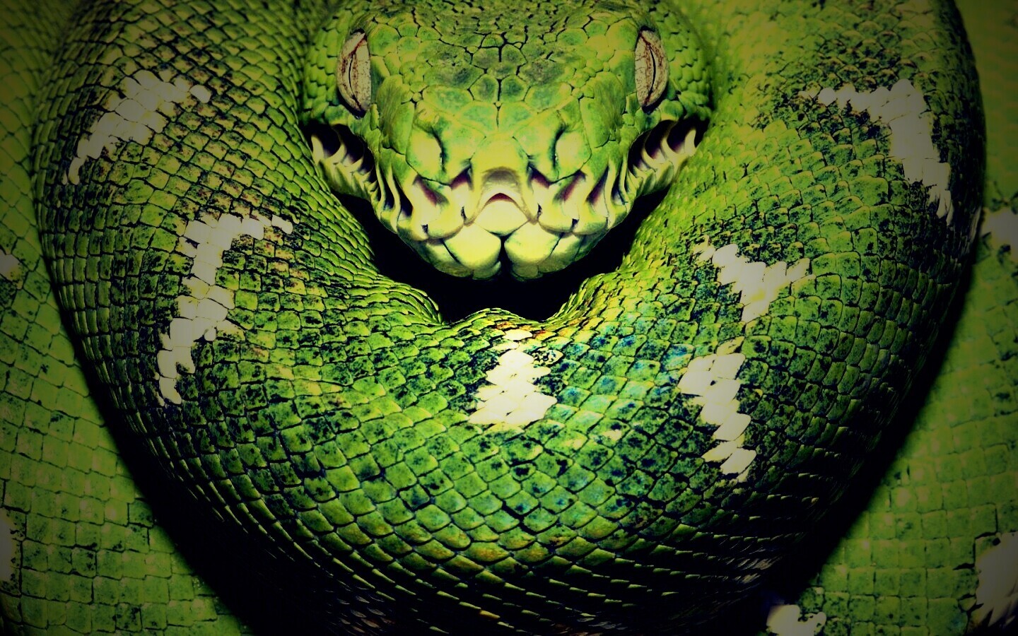 Зеленая змея обои