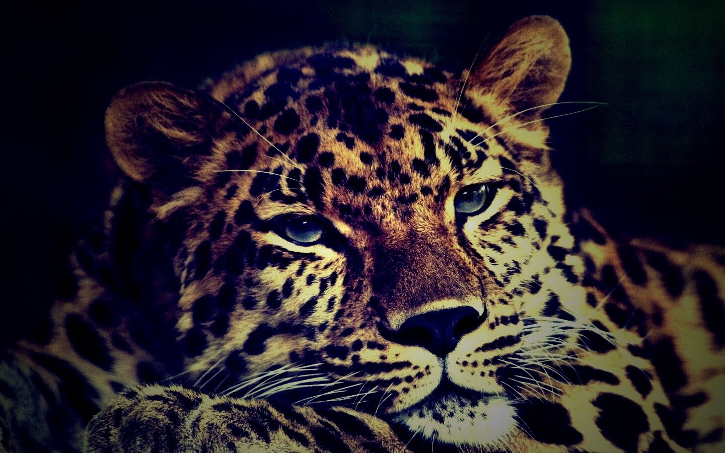 Злопасный ягуляр обои