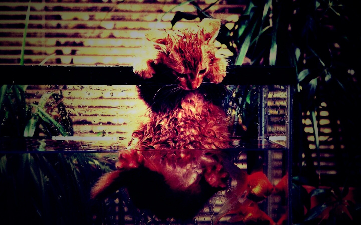 Мокрая киска обои