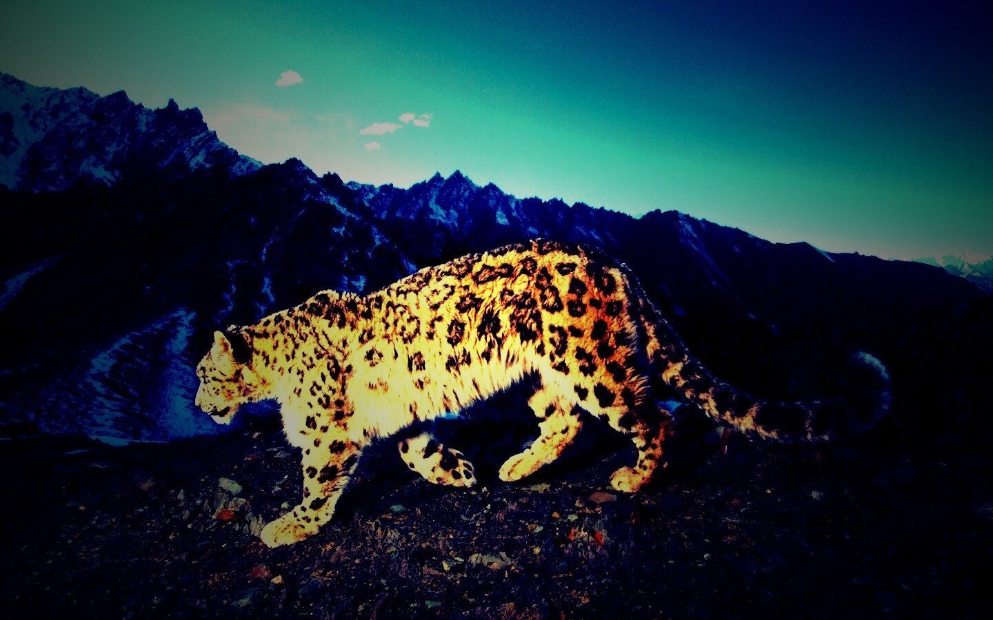 Леопард обои