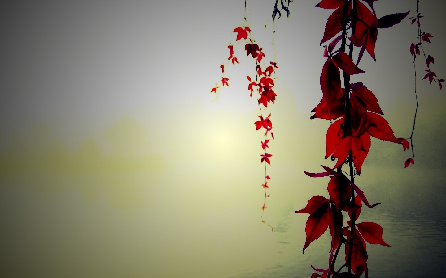 Ветви красного дерева обои