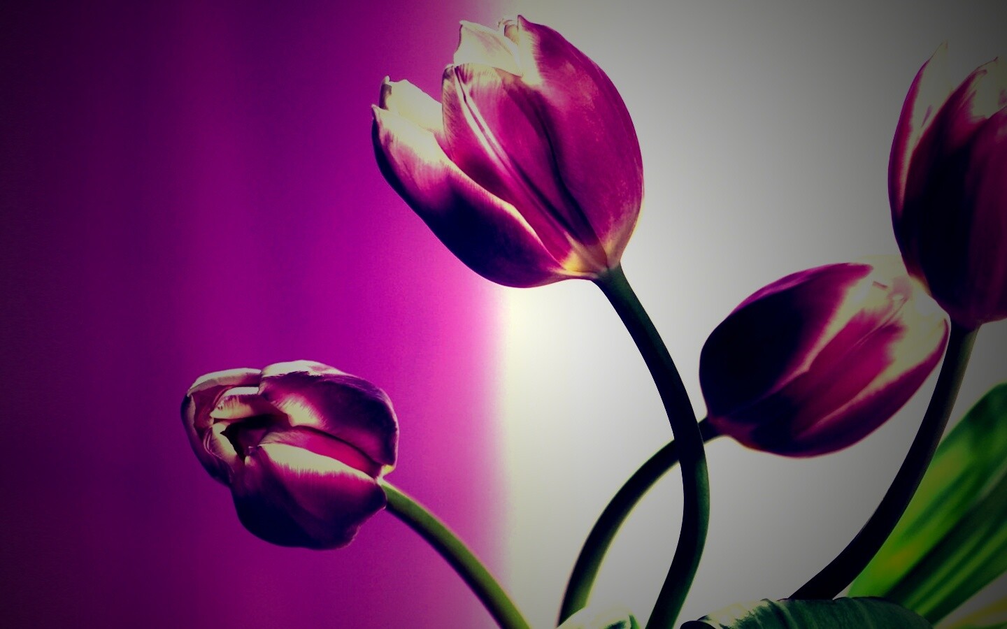 Сиреневые цветы обои