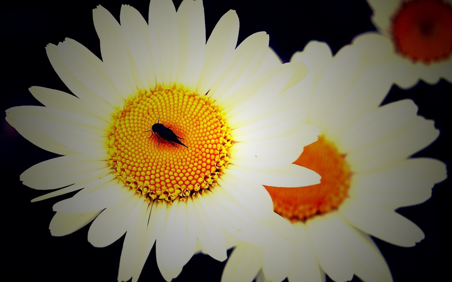 Ромашки обои