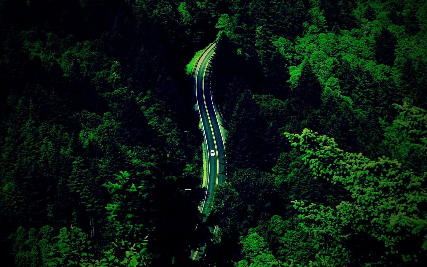 Лесная трасса обои