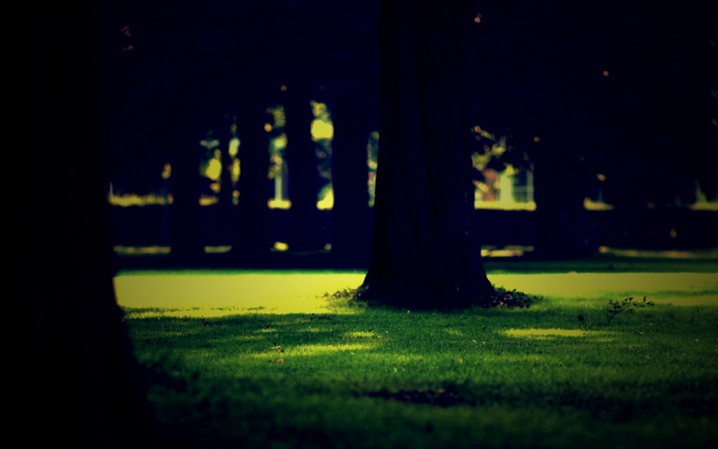 Ствол дерева обои