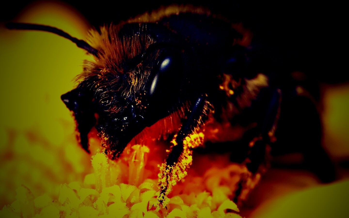 Пчела крупным планом обои